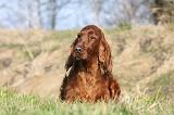 SETTER IRLANDAIS 203